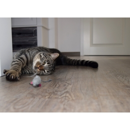 Czy koty mogą jeść myszy? Dlaczego mruczki przynoszą myszy do domu?