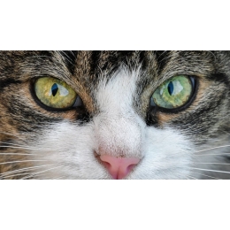 Dlaczego oczy kota świecą w ciemności? Co powiedzą ci kocie oczy?