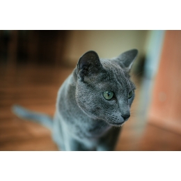 Encyklopedia kotów: kot rasy rosyjskiej niebieskiej (Russian blue cat)