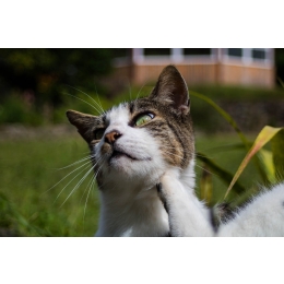 Dlaczego kot się drapie? Świąd u kota - porady weterynarza