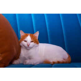 Turecki van, czyli kot z rudymi łatami - Encyklopedia ras kotów