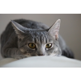 Kot a wyjazd na wakacje? Porady weterynarza