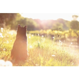 Jak schłodzić kota w upały? Praktyczne porady na ulgę dla kota w lato