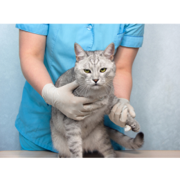 Czy możliwy jest zespół Downa u kota?