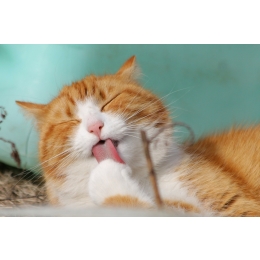 Zakłaczenie, czyli kule włosowe u kota