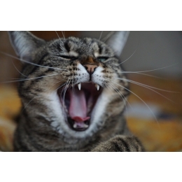 Dlaczego kot hałasuje w nocy, drapie meble lub załatwia się poza kuwetą? Czyli o tym, czy koty są złośliwe