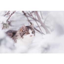 Jak dbać o kota zimą?