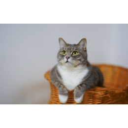 Kot czy kotka – jak poznać płeć i jakie są kluczowe różnice między nimi?