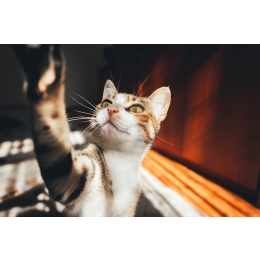 Kot dachowiec – cechy charakterystyczne. Czy jest lepszym wyborem niż rasowy?