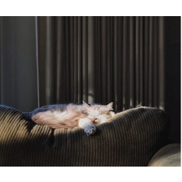 Kot syberyjski neva masquerade – najważniejsze informacje o rasie