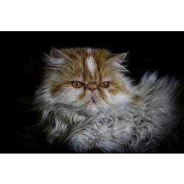 Encyklopedia kotów: kot pers (Persian cat)