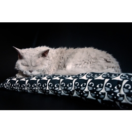 Kot selkirk rex - najważniejsze informacje o rasie – Encyklopedia kotów