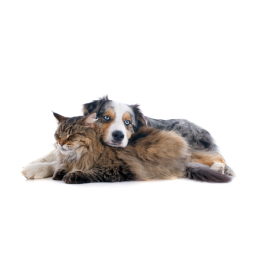 Kotopies - co to za rasa?