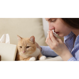 Koty dla alergików: fakty i mity. Jaką rasę wybrać?