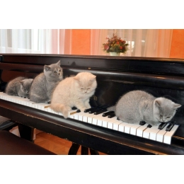 Muzyka relaksacyjna dla kota – jaką wybrać?