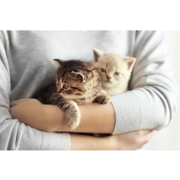 Najmniejsze koty świata, czy znasz te koty miniaturki?