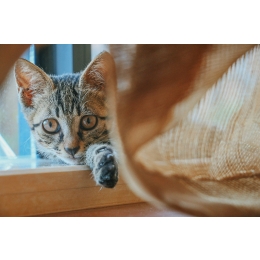 Encyklopedia kotów - Munchkin, kot z krótkimi łapkami