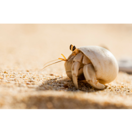 Krab pustelnik - król mody wśród skorupiaków