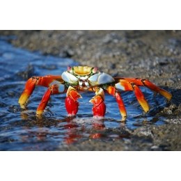 Krab tęczowy - charakterystyka i wymagania