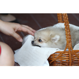 Krew w kale u psa - co robić?