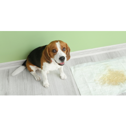 Krwiomocz u psa - leczenie, przyczyny