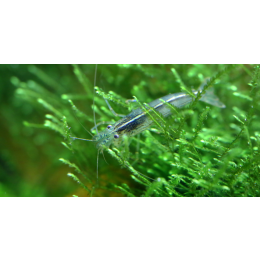 Krewetki amano - najważniejsze informacje