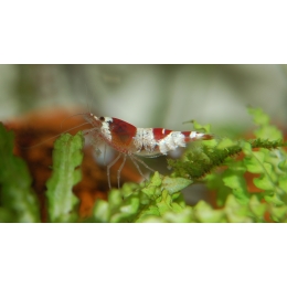 Krewetki akwariowe, filtrujące, a może słodkowodne – jakie wybrać krewetki do akwarium, aby stworzyć najlepszą hodowlę?