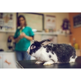 Czego nie powinien jeść królik miniaturka?