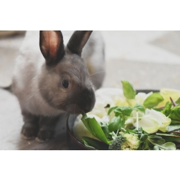 Jakie zioła dla królika wybrać?