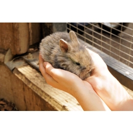 Katar u królika – czy jest powodem do obaw?