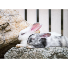 Czy królik śpi? Rozwiewamy wątpliwości!