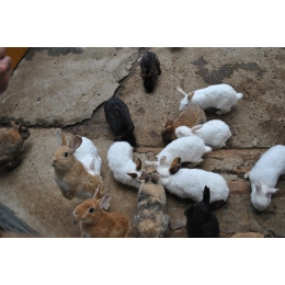 Ile żyją króliki miniaturki? Jak się przekłada wiek królika na ludzkie lata?