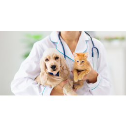 Co powinna zawierać książeczka zdrowia psa i kota?