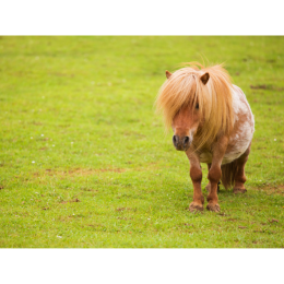 Kuce szetlandzkie - opis najmniejszej rasy koni
