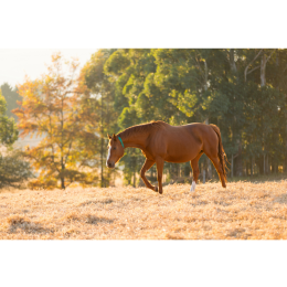 Koń wielkopolski – najważniejsze informacje o rasie