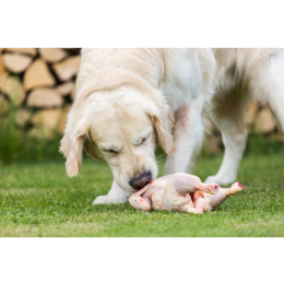 5 najpopularniejszych mitów na temat kurczaka w diecie psa – czy naprawdę należy się go obawiać?