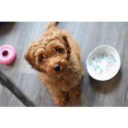 Przysmaki dla szczeniaka – jakie wybierać i kiedy podawać?