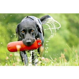 Pies myśliwski – grupy ras psów myśliwskich i ich krótka charakterystyka