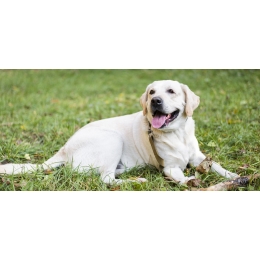 Labrador retriever: charakter, cena, wygląd, zdrowie i wymagania rasy