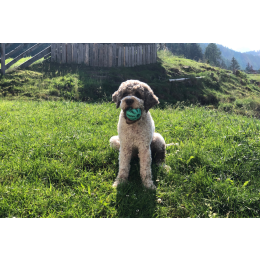 Lagotto romagnolo (włoski pies dowodny) - encyklopedia psów