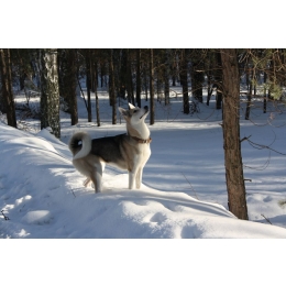 Łajka zachodniosyberyjska (Westsiberian Laika) - Encyklopedia psów