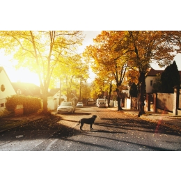 Lamblia u psa. Jak uchronić psa przed tym pasożytem?