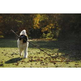 Landseer, jaka jest odmiana Nowofunlanda? Encyklopedia psów