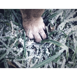 Jak dbać o cztery łapy psa? Tajniki pielęgnacji psich łap w lato i w zimę