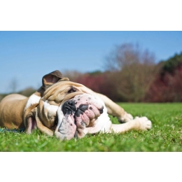 Jak pomóc psu i kotu przetrwać upały