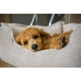 Blue młodsza siostra Boro Springer radzi jak dobrać wyprawkę dla szczeniąt