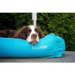 Akcesoria chłodzące dla psa - jak przetrwać z psem upalne lato?