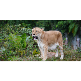 Legrys (lygrys) - krzyżówka wielkich kotów