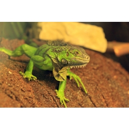 Legwan zielony – czym się cechuje i jakich warunków wymaga?