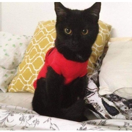 Moja Historia Adopcji - cz. 2 Kocie Tymczasy